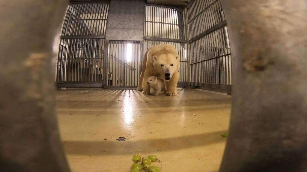 "Geheime Tiergeburten": Vorschau auf Folge 1 des neuen Formates von Christian Ehrlich & Dr. Matthias Reinschmidt